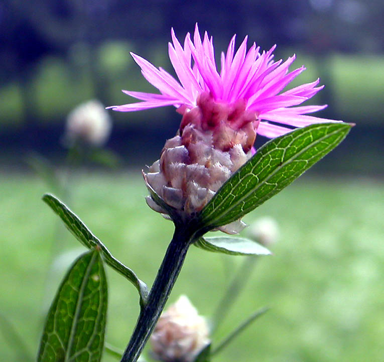  Image name: centaurea3.jpg 
 width: 765 pixel 
 height: 721 pixel 
 Size: 118906 bytes 
 Click to enlarge 